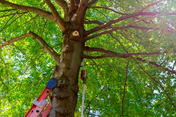 Tree Branch Trimming in Santo Domingo Pueblo, NM